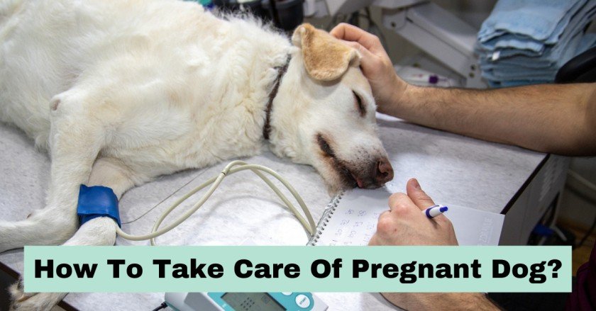 How To Take Care Of Pregnant Dog