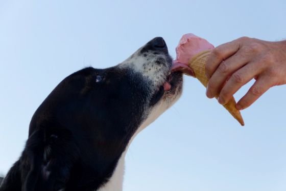 Dog keeps licking paws- dog eating ice cream