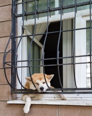 A dog sitting beside the window