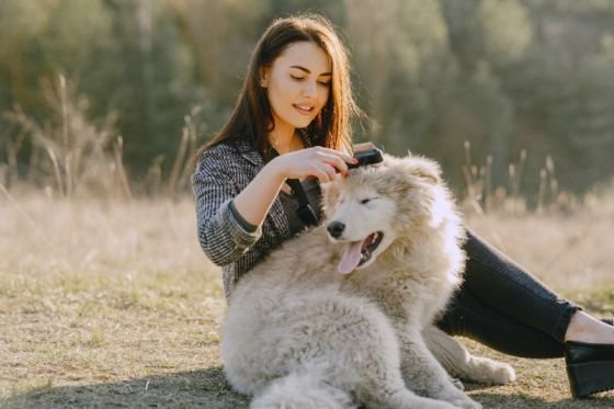 excessive shedding in dogs - Girl combing a dog’s hair
