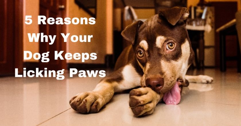 5-reasons-why-your-dog-keeps-licking-paw-best-dog-reviews-all-you