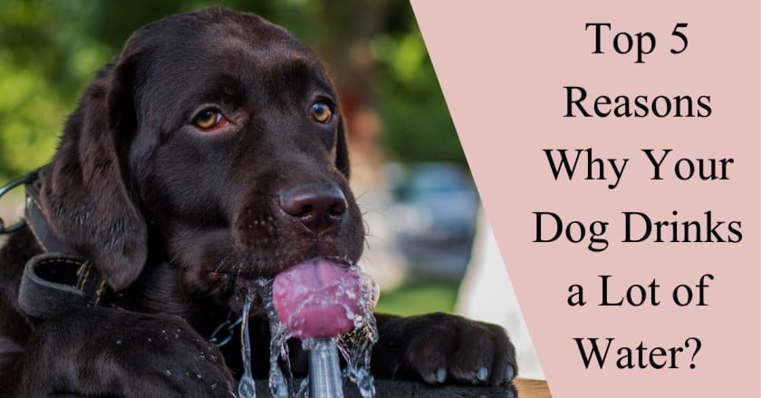 Thirsty dog is drinking water. – dog drinks a lot of water
