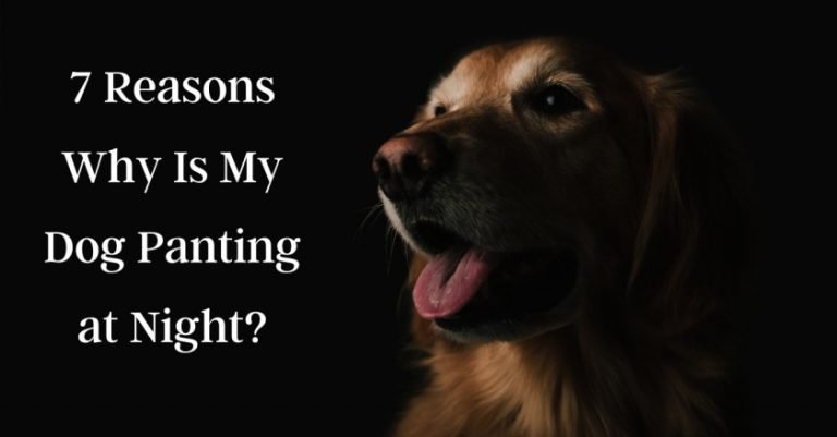7 Reasons Why My Dog Panting at Night?