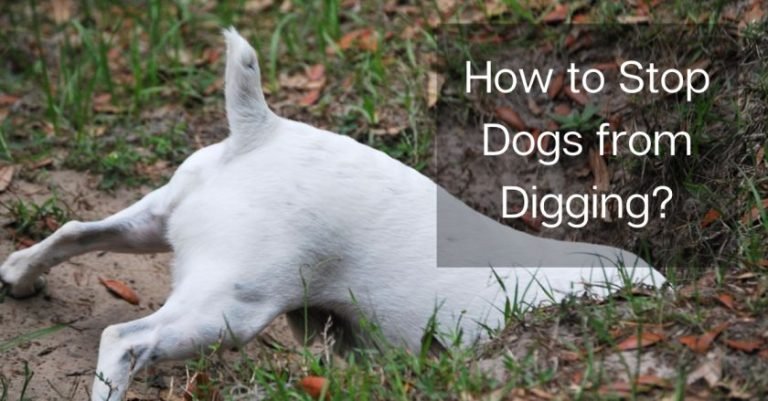 How to Stop Dogs from Digging?