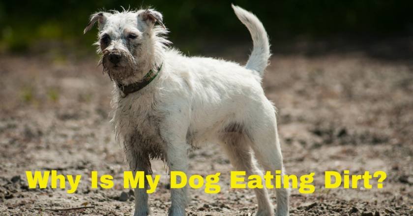 Muddy dog eating dirt