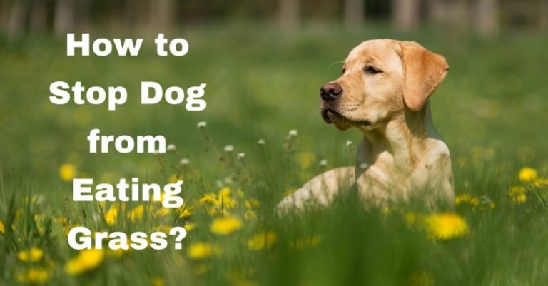 Dog Eating Grass? Here’s What that Means