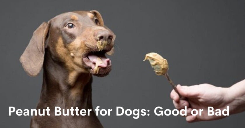 Dog eating peanut butter - peanut butter for dogs