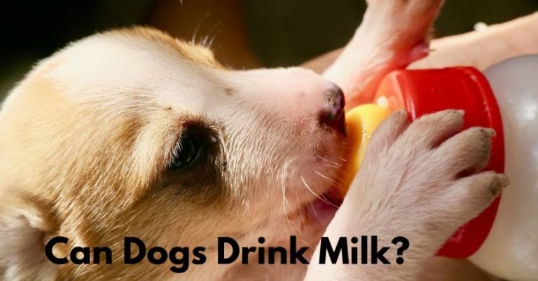 Can Dogs Drink Milk? Is Milk Bad for Dogs?